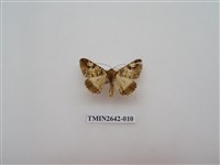 藏品(尺蛾170)的圖片